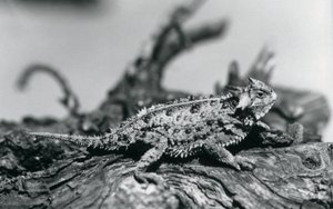 Texaský rohatý ještěr/rohatý/rohatý/rohatý odpočívající na kládě v londýnské zoo v září 1928 (černobílá fotografie) od Frederick William Bond