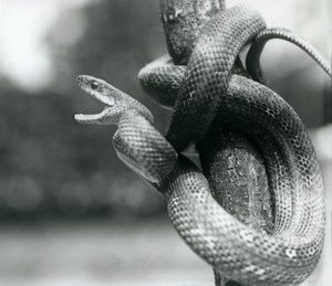 Texaský krysí had zející a stočený kolem téměř svislé větve, Londýnská zoo, srpen 1928 (černobílá fotografie) od Frederick William Bond
