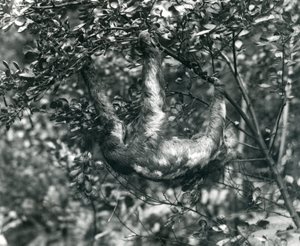 Tříprstý lenochod visící z listnaté větve v londýnské zoo. srpna 1920. od Frederick William Bond