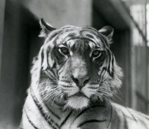 Tygr v londýnské zoo v červenci 1924