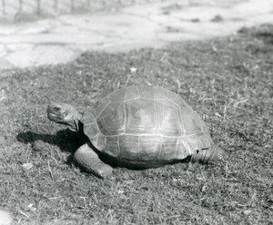 Želva stojící na trávě v londýnské zoo v roce 1926 (černobílá fotografie) od Frederick William Bond