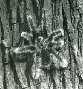 Tarantule Trinidad Chevron na kůře kmene stromu, Londýnská zoo, říjen 1926 od Frederick William Bond