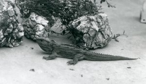 Tuatara v londýnské zoo v roce 1927 od Frederick William Bond