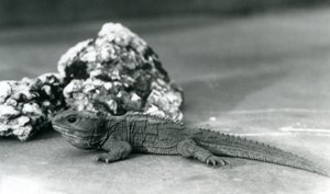 Tuatara, ležící před skálou, v londýnské zoo v roce 1928 (černobílá fotografie) od Frederick William Bond