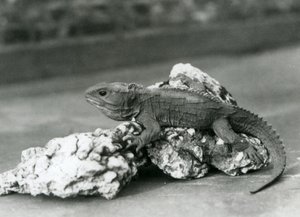 Tuatara, ležící na skále, v londýnské zoo v roce 1929 (černobílá fotografie) od Frederick William Bond