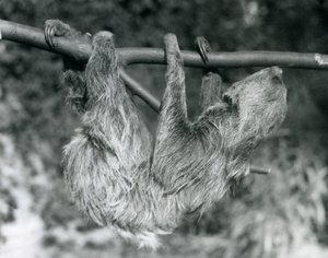 Lenochod dvouprstý visící na uříznuté větvi, Londýnská zoo, 1927 od Frederick William Bond