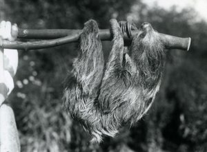 Lenochod dvouprstý visící na uříznuté větvi, kterou drží chovatel, London Zoo, 1925 od Frederick William Bond