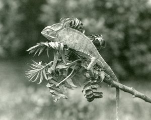 Zahalený nebo jemenský chameleon na konci listnaté větve v londýnské zoo, červen 1924 od Frederick William Bond