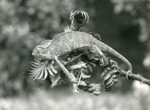 Chameleon zahalený neboli jemenský se svým chápavým ocasem drží na konci listnaté větve, Londýnská zoo, červen 1924 od Frederick William Bond