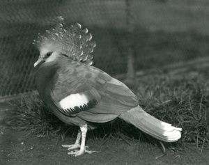 Viktoriin korunovaný holub stojící na zemi v londýnské zoo v září 1927 od Frederick William Bond