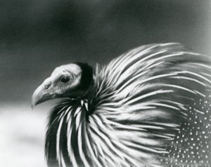Vulturine Guineafol v londýnské zoo v roce 1927 od Frederick William Bond