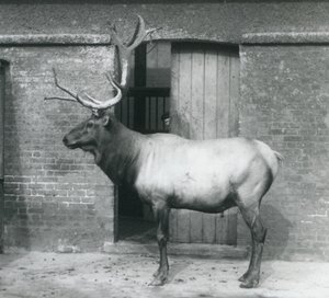Jelen WapitiElk stojící ve svém výběhu v londýnské zoo v září 1927 od Frederick William Bond