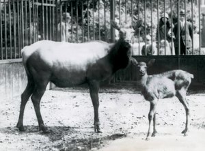 Losice wapiti s mládětem ve výběhu, na které se návštěvníci dívají přes mříže, Londýnská zoo od Frederick William Bond