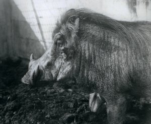 Wathog stojící v bahně, Londýnská zoo, 1927 od Frederick William Bond