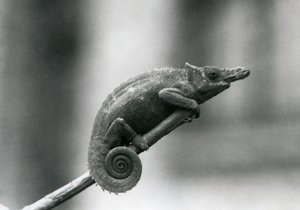 Chameleon dvourohý West Usambara, Londýnská zoo, 1927 od Frederick William Bond