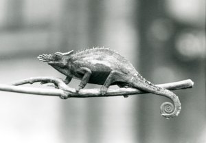Chameleon dvourohý West Usambara, Londýnská zoo, 1927 od Frederick William Bond