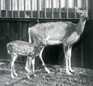 Jelen běloocasý se svým kolouškem v londýnské zoo v srpnu 1927 od Frederick William Bond
