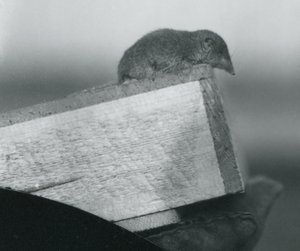Rejsec bělozubý shlíží přes okraj dřevěné krabice, kterou drží chovatel v rukavici, Londýnská zoo, duben 1917 od Frederick William Bond