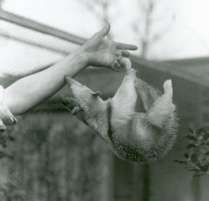 Mladý Tamandua obojkový visící na prstech svých chovatelů svým chápavým ocasem, když se natahuje, aby se držel za paži chovatelů, Londýnská zoo, duben 1925 od Frederick William Bond