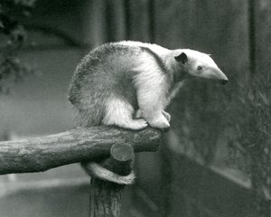 Mladý Tamandua obojkový sedící na konci větve držící se svým chápavým ocasem, Londýnská zoo, 24. dubna 1925 od Frederick William Bond