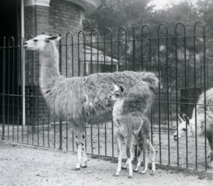 Mládě lamy neboli Cria s matkou v londýnské zoo, 1926 od Frederick William Bond