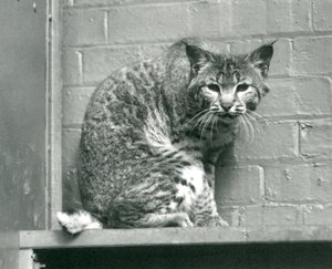 Rys hnědý shlíží z římsy, na které sedí, ve svém výběhu, Londýnská zoo, březen 1925 od Frederick William Bond