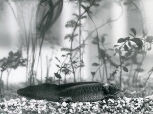 Černý axolotl/mlok mexický spočívající na štěrku na podlaze nádrže v londýnské zoo v roce 1928 (černobílá fotografie) od Frederick William Bond