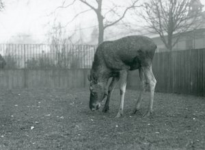 Býk Elk/Moose stojí ve svém výběhu a natahuje se dolů k trávě, Londýnská zoo, leden 1926 (černobílá fotografie) od Frederick William Bond