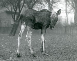 Býk ElkMoose s ranami po nedávno shozených parozích, stojící v londýnské zoo, leden 1926 od Frederick William Bond