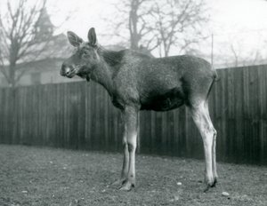 Býk ElkMoose s ranami po nedávno shozených parozích, stojící v londýnské zoo, leden 1926 od Frederick William Bond