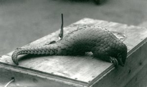 Kriticky ohrožený pangolin čínský shlíží přes okraj dřevěné bedny, na které sedí, londýnská zoo, červenec 1925 od Frederick William Bond