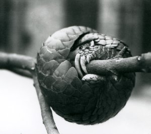 Kriticky ohrožený pangolin čínský odpočívá, stočený kolem vodorovné větve, Londýnská zoo, před rokem 1930 od Frederick William Bond