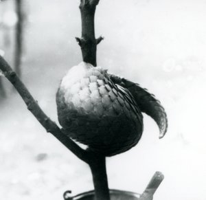 Kriticky ohrožený pangolin čínský odpočívá, stočený kolem vertikální větve, londýnská zoo, červenec 1925 od Frederick William Bond