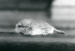 Pískomil tlustoocasý / duprasi, Londýnská zoo, červenec 1925 (čb fotografie) od Frederick William Bond