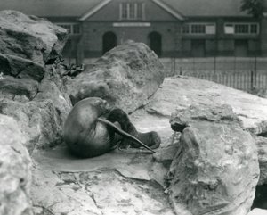 Samice lachtana kalifornského ležící na skalnaté terase při krmení svého štěněte, Londýnská zoo, červenec 1925 od Frederick William Bond