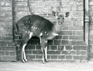 Samice Cape BushbuckImbabala stojící u zdi v londýnské zoo v říjnu 1927. od Frederick William Bond
