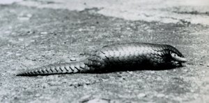 Samice pangolina čínského v londýnské zoo v srpnu 1925 od Frederick William Bond