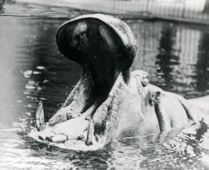 Samice hrocha "Guy Fawkes", která se dívá do bazénu v londýnské zoo kolem roku 1900. "Guy Fawkes" se narodil matce "Adhele" 5. listopadu 1872. od Frederick William Bond