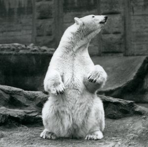 Samice ledního medvěda sedícího na bobku na Mappin Terraces v londýnské zoo v září 1928 od Frederick William Bond