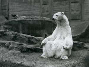Samice ledního medvěda sedícího na bobku na Mappin Terraces v londýnské zoo v září 1928 od Frederick William Bond