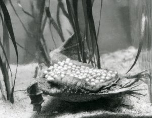 Samice ropuchy Surinam s vejci zapuštěnými do kůže zad, londýnská zoo od Frederick William Bond
