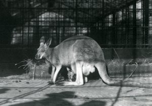 Samice srny létající jill červeného klokana s mládětem nebo joeym ve váčku, Londýnská zoo, 1922 od Frederick William Bond