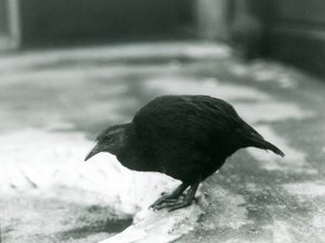 Nelétavá slepice WekaMaori Woodhen v londýnské zoo v roce 1927 od Frederick William Bond
