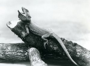 Zející vousatý drak držící se klády, Londýnská zoo, srpen 1928 (černobílá fotografie) od Frederick William Bond