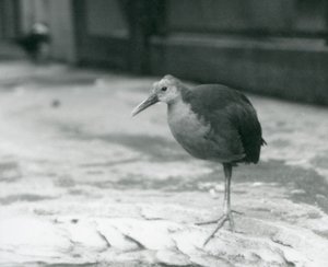 Dřevěné zábradlí s šedým hrdlem nebo dřevěné zábradlí s šedým krytem (Aramides cajaneus) stojící na jedné noze v londýnské zoo v září 1927 od Frederick William Bond