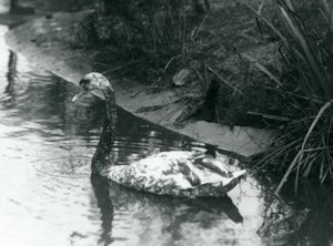 Kříženec labutě němé x černé plavající v rybníce v londýnské zoo v roce 1927. od Frederick William Bond