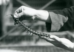 Ošetřovatel držící v rukou obří stonožku, Londýnská zoo, 1927 od Frederick William Bond