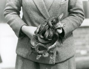 Chovatel držící uzel mladého královského nebo Ball Python v londýnské zoo v roce 1931 (černobílá fotografie) od Frederick William Bond