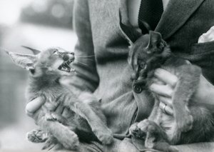 Chovatel držící pár koťat Caracal na klíně, London Zoo, 1924 od Frederick William Bond