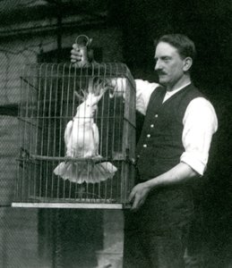 Chovatel drží kakadua sírového chocholatého, Jade, ve své kleci v londýnské zoo v říjnu 1924 od Frederick William Bond